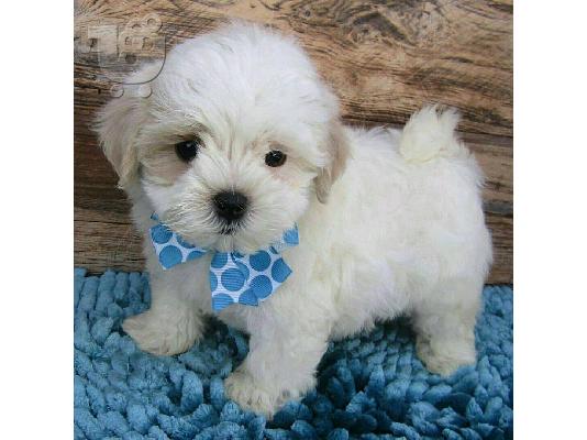 Kc κουτάβια καταχωρημένα maltipoo